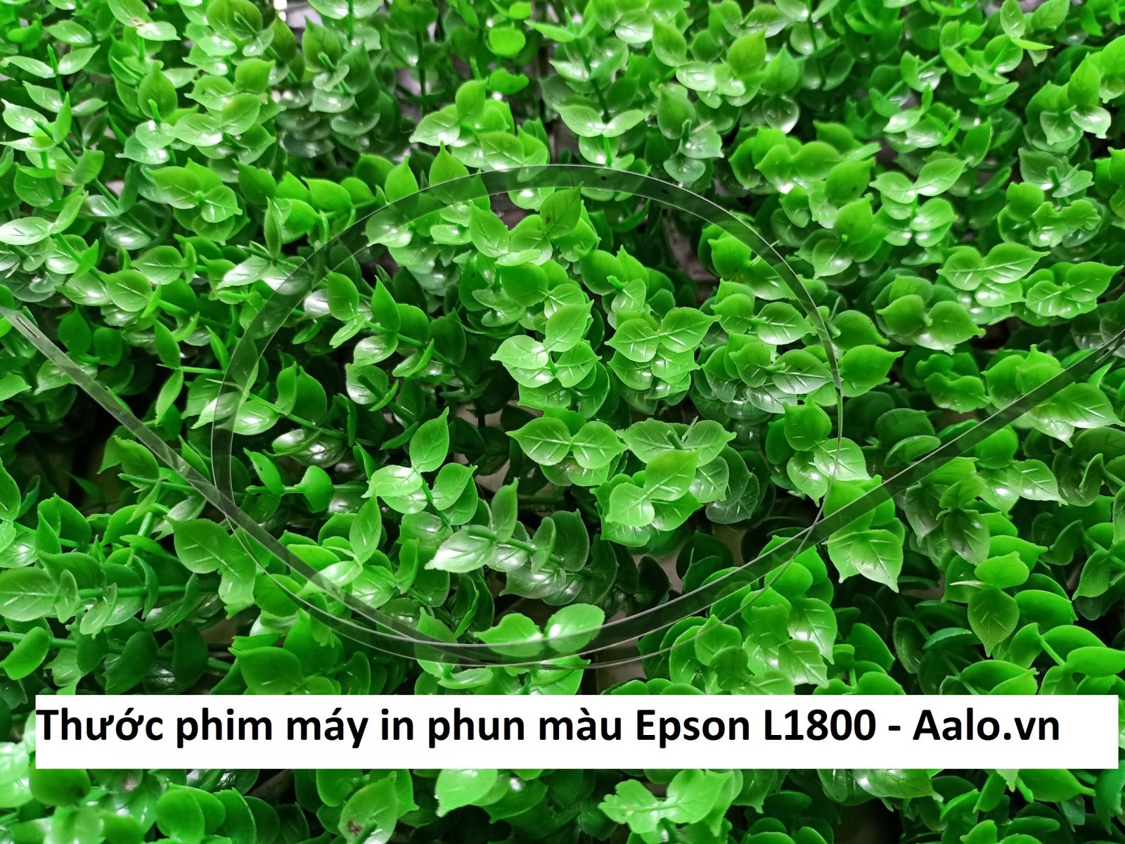 Thước phim máy in phun màu Epson L1800 - Aalo.vn